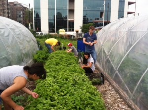The Synthesis crew thinning out a row of basil.